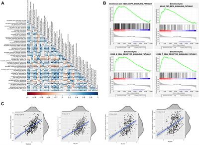 Integrated risk scores from N6-methyladenosine-related lncRNAs are potential biomarkers for predicting the overall survival of bladder cancer patients